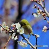 ２０１９～ウメジロウ