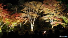 円通院ライトアップ～④