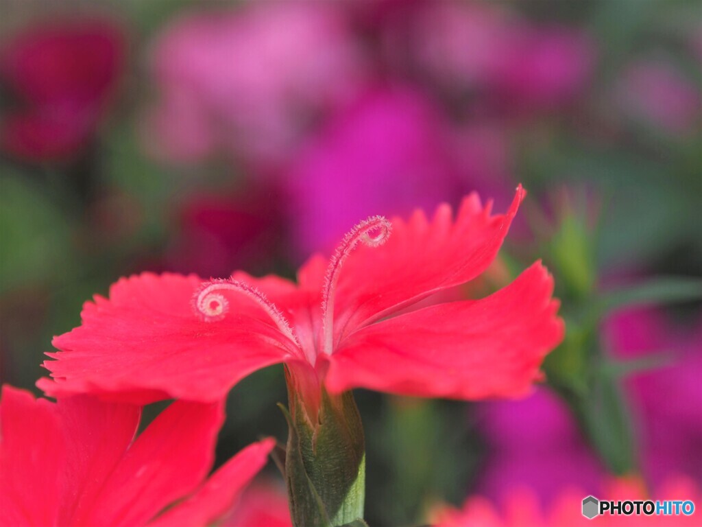 純愛