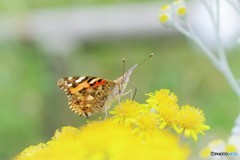 雅に舞う～③