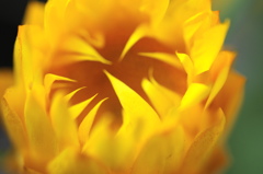 ベランダの春ー６