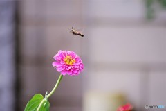 飛行中、、、。