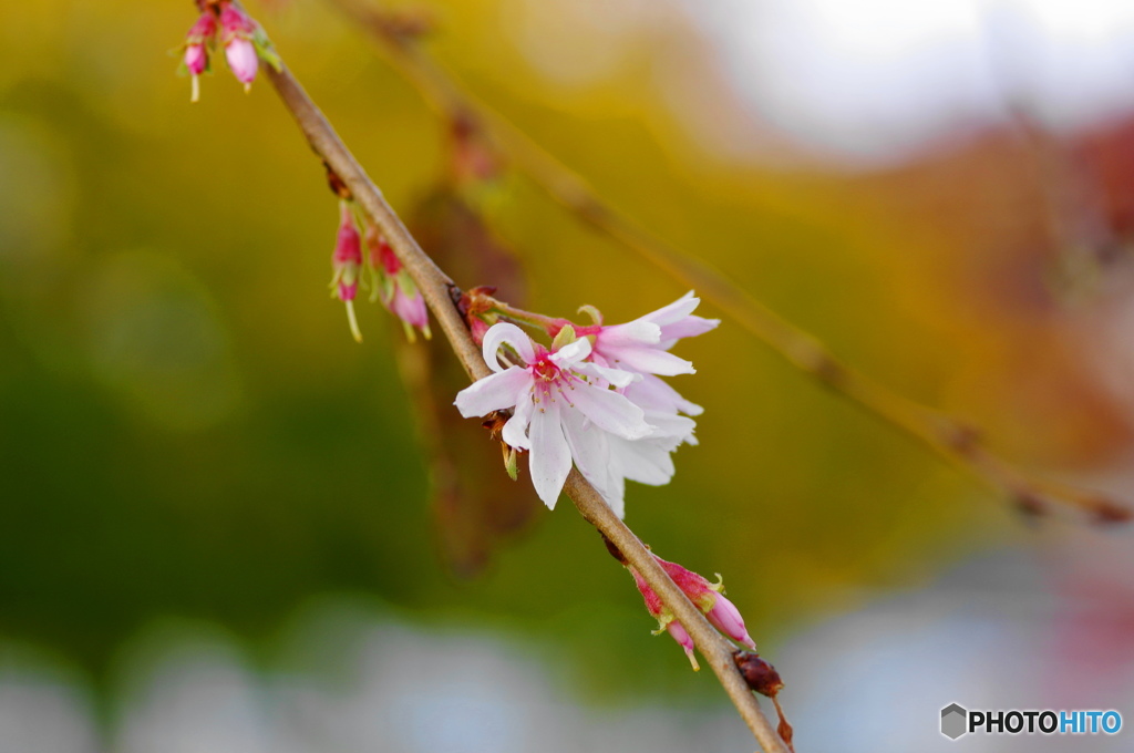 師走花ー５