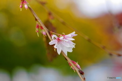 師走花ー５