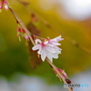 師走花ー５