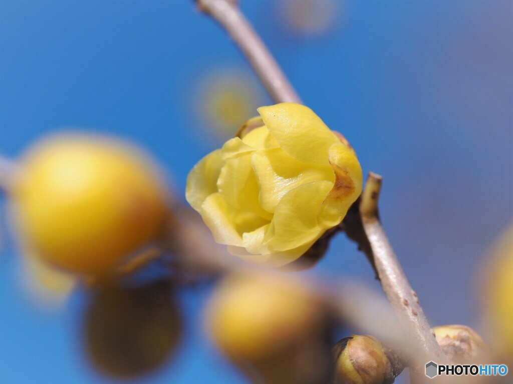蕾