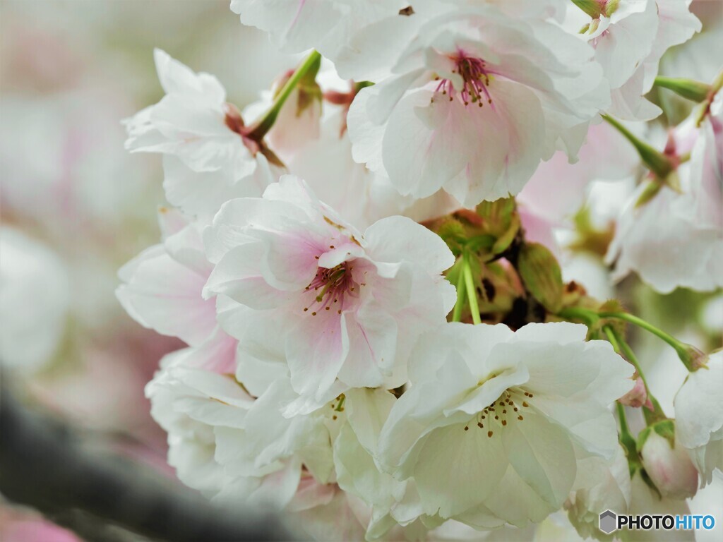 化粧桜～ⅱ