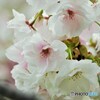 化粧桜～ⅱ