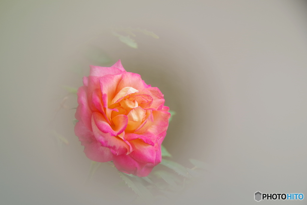 残り薔薇ー３