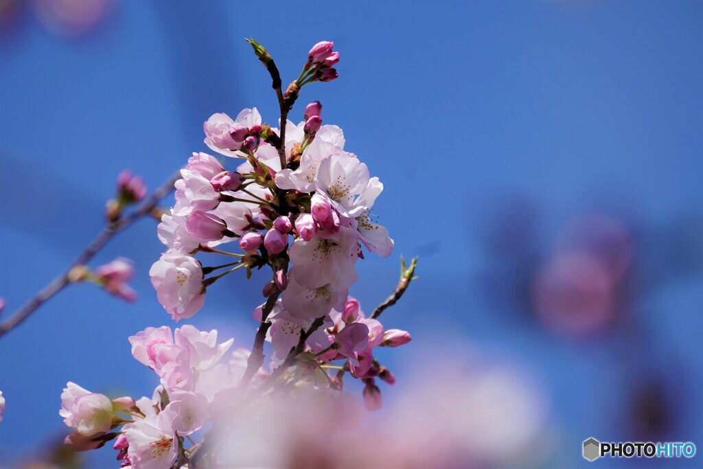 桜便り～xxxv
