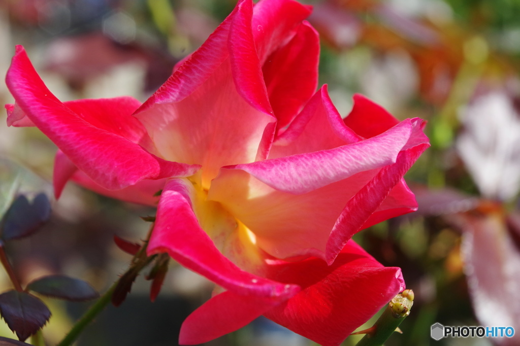 神無月花ー30