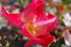 神無月花ー30