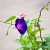 蔓を伸ばして