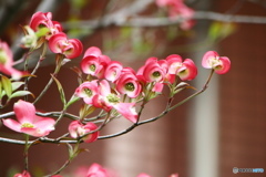 花見好き～、、、ⅲ