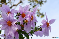 霜月花-16 霜月花-16