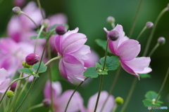秋の華。