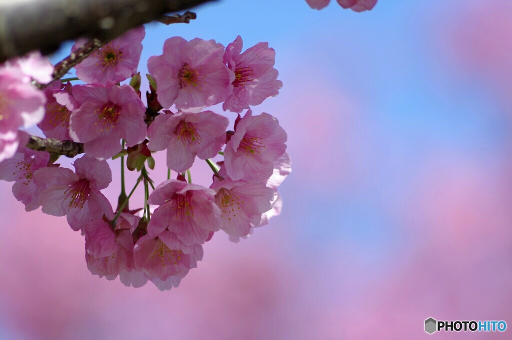 ２０２１陽光桜便り～③