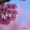 ２０２１陽光桜便り～③