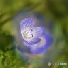 星の瞳
