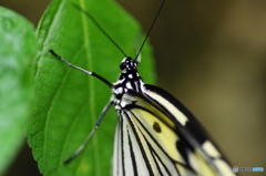 生物園ー16