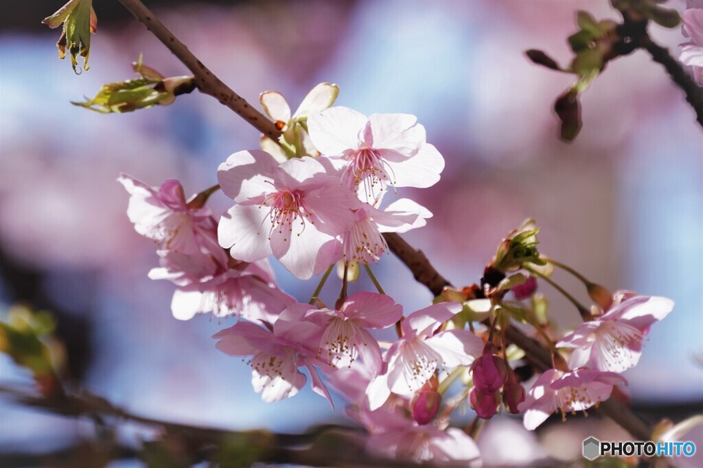 団地内の河津桜～ⅱ