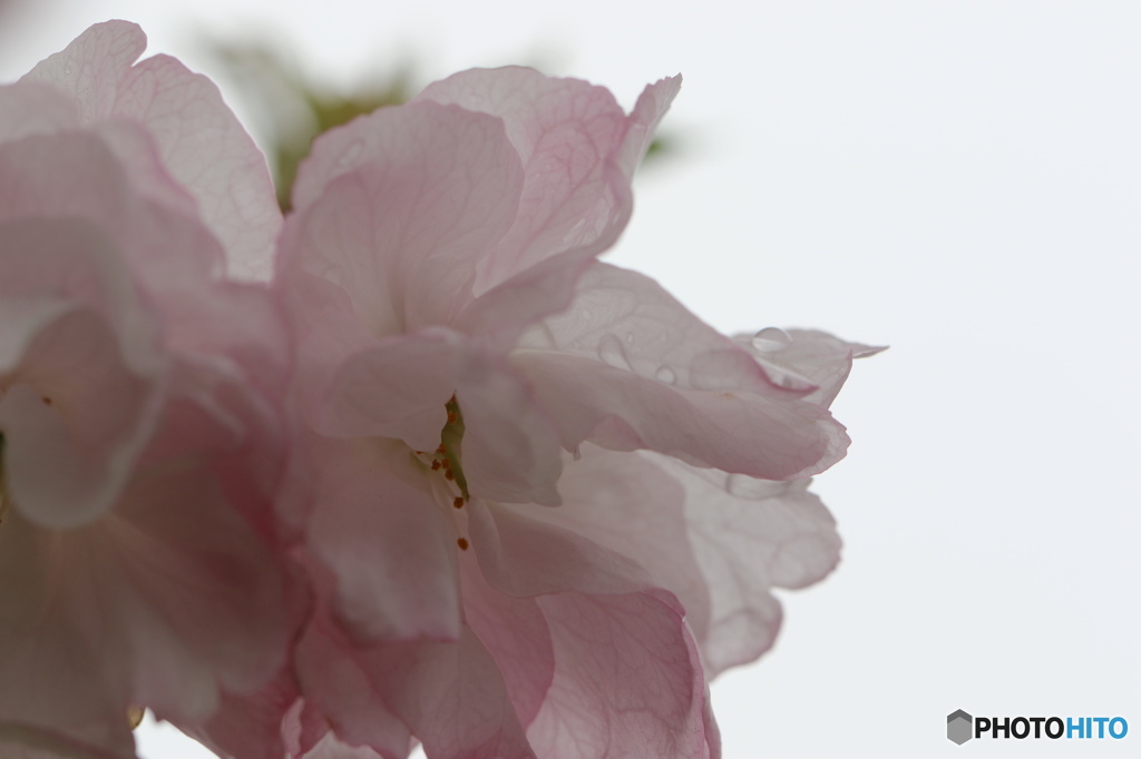 卯月桜ー福禄寿ー２
