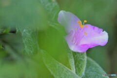 淡く咲く、、、。