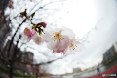 魚眼桜