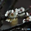 ５年前の２月末～ⅱ