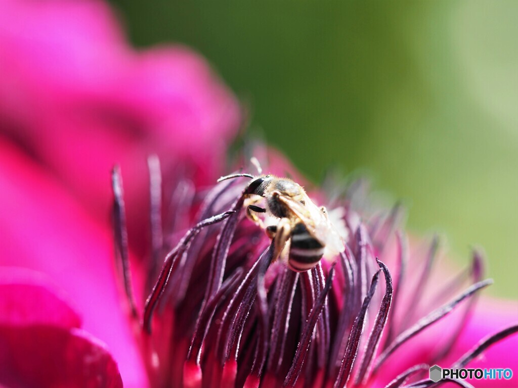 蜜探し。
