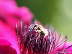 蜜探し。
