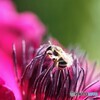 蜜探し。