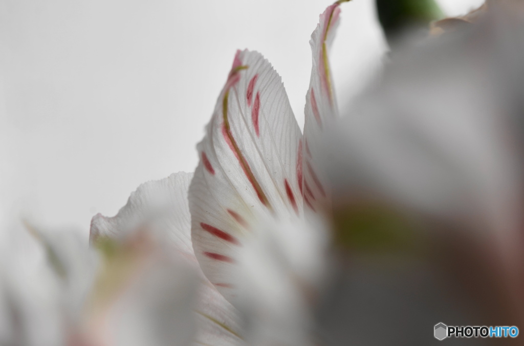 我が家の華ーⅳ