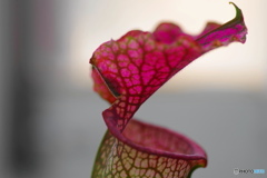 Ｓａｒｒａｃｅｎｉａ