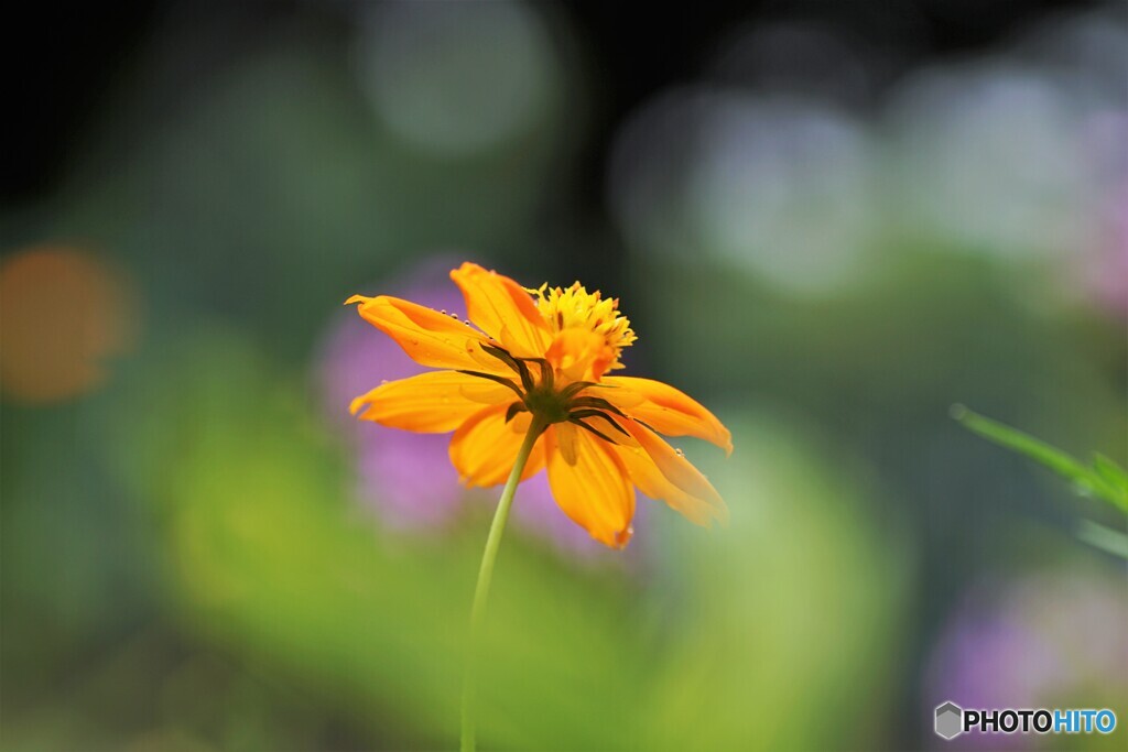止まりたくなる花