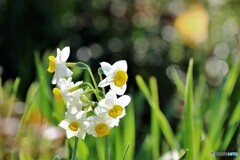 冬の美