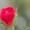 同じ花ー①