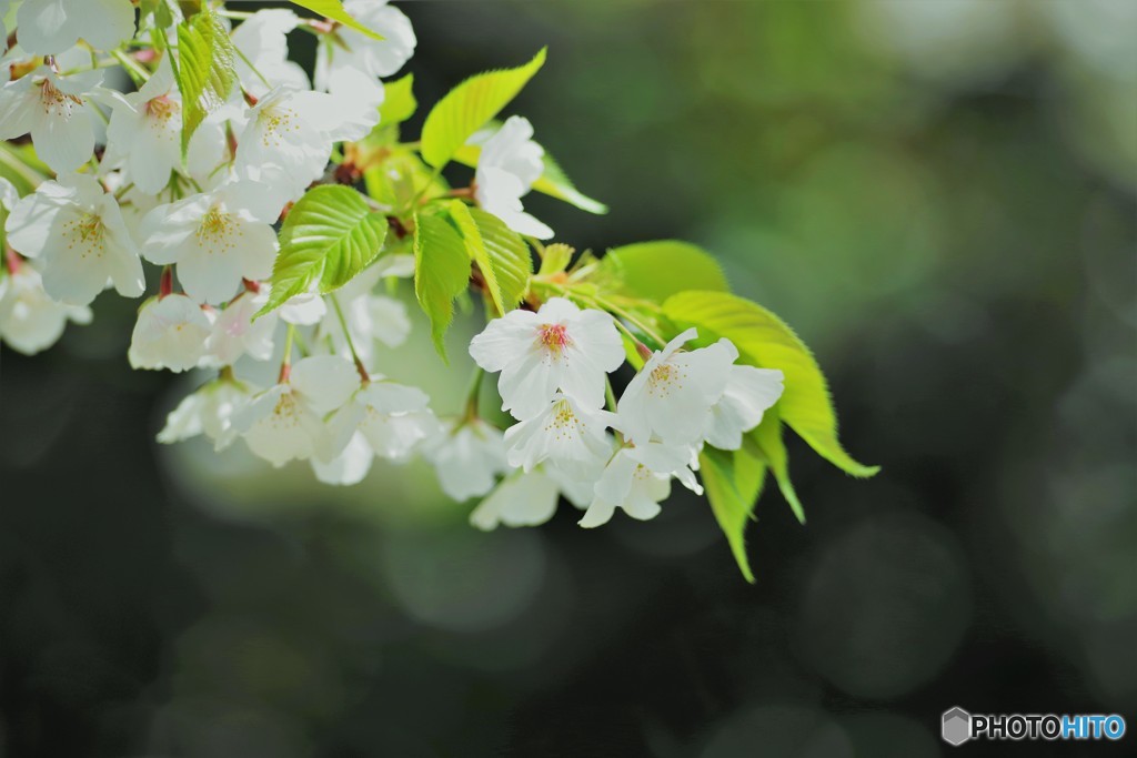 平成最後を咲く桜達～xxxvi