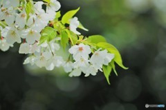 平成最後を咲く桜達～xxxvi