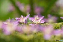 梅雨の華