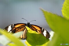 生物園２０２１～㉚