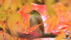 昨年のもみじ～④