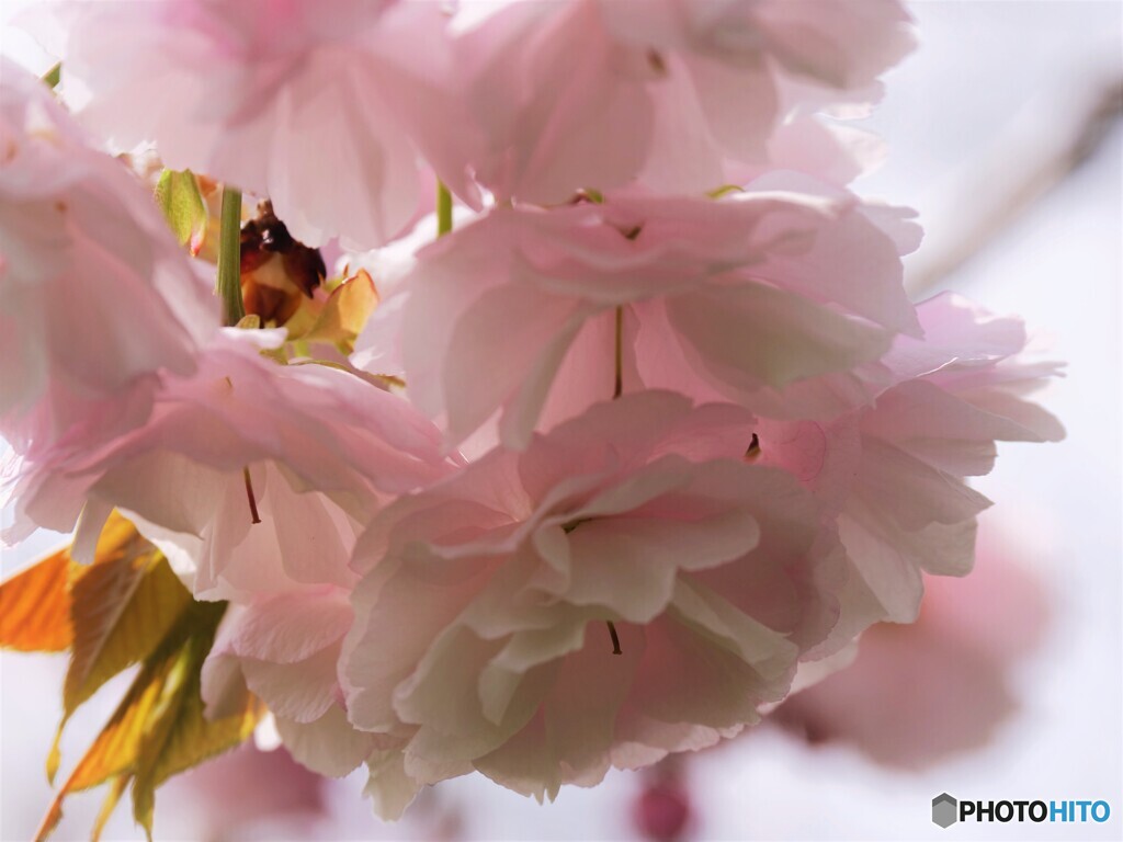 一葉桜