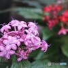 試し撮りの花