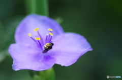 葉月花ー19