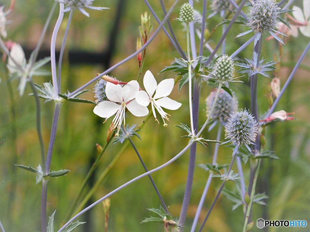 山桃草、、、。