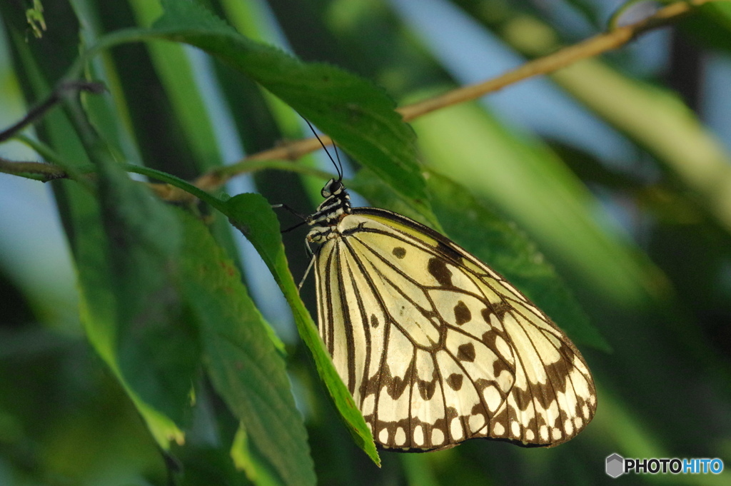 金色の蝶