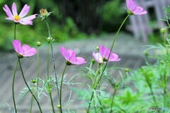 風に揺れて