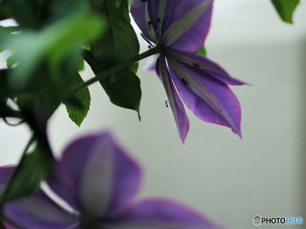 精神の美