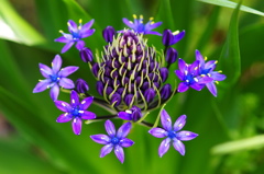 8年前の春の宝石達-　(1)